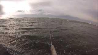Hooking Lamprey  2-4-15