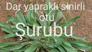 Dar yapraklı sinirli şurubu nasıl yapılır (Plantago lanceolata),(Plantago major)