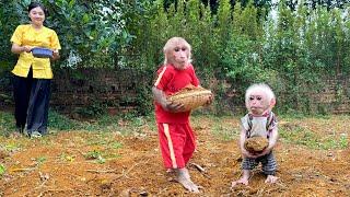 Bibi and Lala help Mom dig the ground to build the foundation of the new house!