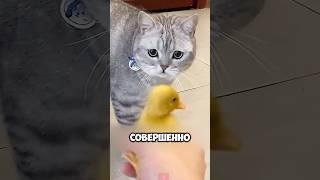 Кошка Случайно Снесла Куриное Яйцо!  #животные