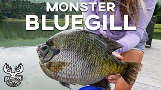 MONSTER 2 lb Bluegill Caught in Alabama