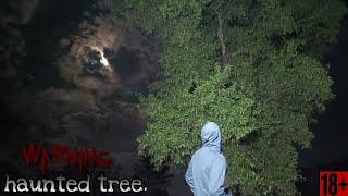 The truth about the haunted tree! (USA) #horror #scary #ghost #haunted #usa #paranormal #demonic