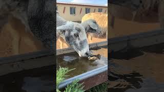 Sheep Drinking Water – So Satisfying! #cutefarmanimal #cute #animals