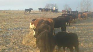 Bale Grazing