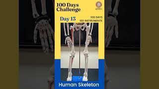 100 days 100 instruments - Day 13 Human Skeleton