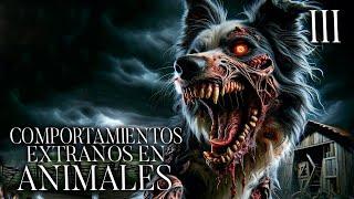 Testimonios De Animales Aterradores Historias De Terror - REDE