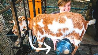 She hasn't experienced THIS before! (first time milking our goat)