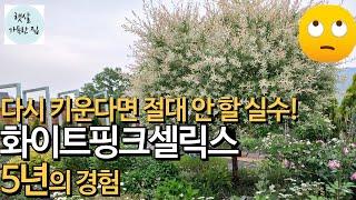 화이트핑크셀릭스 5년간 키우고 알게 된것/정원수로 좋은 나무/화이트핑크셀릭스 전지/정원가꾸기