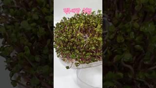 적무 5일만에 키우기#shorts #sprout #수경재배 #새싹 #키우기 #수확