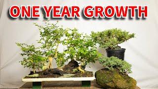 Bonsai For Beginners 10: How fast do bonsai trees grow?