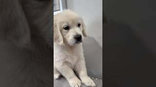 New Golden Retriever Pup
