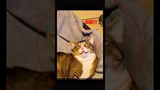 “This Cat Just Found Out His Life Was a Lie…”