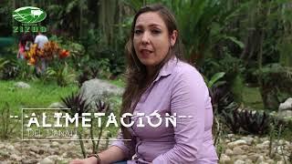 5. Alimentación del Manatí