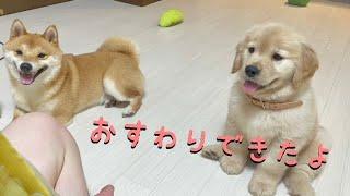 ゴールデンレトリバーの子犬のお座りトレーニングとそれに付き合う豆しば With subtitles