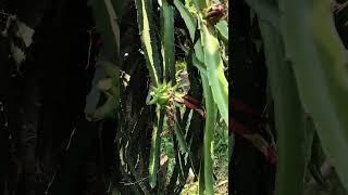 Dragon fruit in my home garden, June 2025 #orchard #agriculture #farming