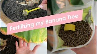 Fertilizing my Banana Tree - Vlog