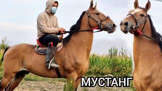 МУСТАНГ  Чыкты  МАШАЛЛАХ