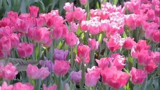 Flower Blooming Time Lapes|Beautifull Flowers | Pretty Flowers video/Artur Homan