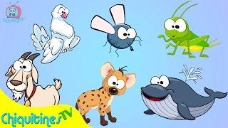 El Sonido de los Animales 2 - Canción Infantil - aprende los animales - animación para niños