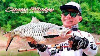 Fishing with the new Rapala Classic Vaaksy rod | Sebarau Fishing