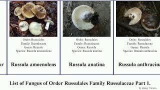 List of Fungus of Order Russulales Family Russulaceae Part 3. aurora americana integra elegans