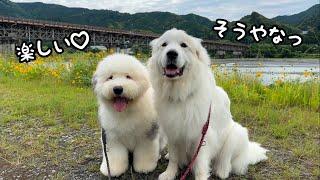 【親子】子犬のお世話に奮闘する兄も超大型犬の前では赤ちゃんのように甘えちゃいます｜グレートピレニーズ＆オールドイングリッシュシープドッグ＆トイプードル