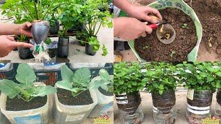 Top 10 ideas and tips for growing lush vegetables at home | My Garden