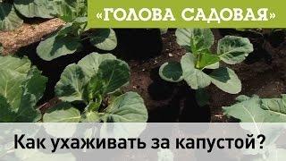 Голова садовая - Как ухаживать за капустой?