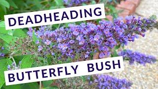 Deadheading a Butterfly Bush (Buddleia)