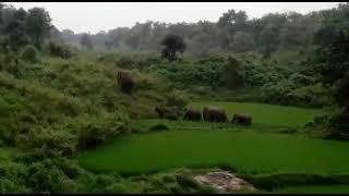 Wild Elephant In Chanho Opa Forest