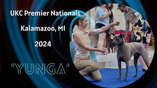 Thai Ridgeback Dog “Talisman Yunga Queenopolis” at UKC Premier Premier Nationals