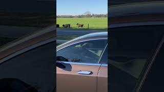 Getting in my Tesla and watching the cows go by