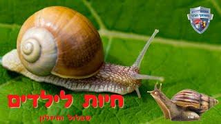 חילזון שבלול ברלה וחשופית חיות לילדים - משפחת החלזונות