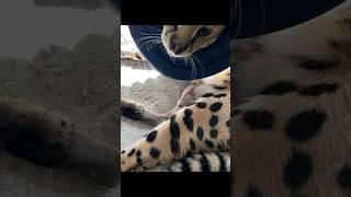 Serval Cat Broke his Leg #serval #cat #servals