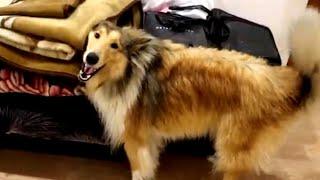 Rough Collie Jessie wipe off After Bathing