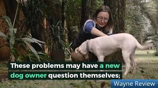 Brain Training For Dogs Adrienne Farricelli Review - Does It Really Work?