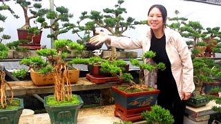 Kỹ thuật tạo dáng bonsai cho cây Hoàng Dương