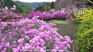 花の山里 東秩父白石 美しきミツバツツジの春景色