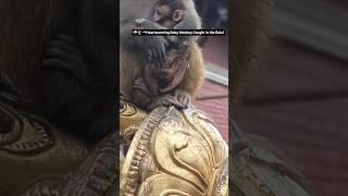 Heartwarming Baby Monkey Caught in the Rain!️ #virolvidio #ytsshorts #babymonkey #motherhood