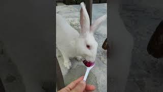 Fresh dragon fruit and papaya for cute rabbits