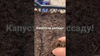 Как посеять капусту? Да очень просто! Капуста на рассаду.