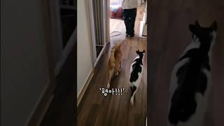 열흘만의 상봉, 오레오래치즈와 작은집사 #개냥이 #고양이 #고양이애교