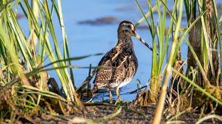 Бекас. Gallinago gallinago. Птицы Беларуси.