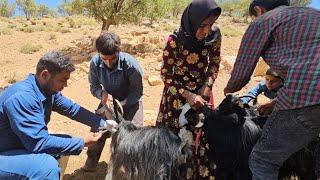 The harsh life of nomads, from buttermilk to curd, needling sheep, and everyday reality