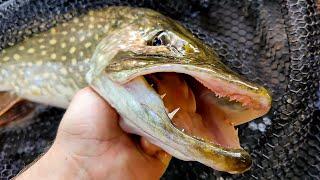 Searching For Big River Pike On Lures!