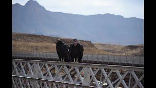 California Condors at Navajo Bridge