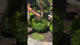 # #oddlysatisfying #satisfying #spring #diy #buxus #topiary #beforeandafter #hedgetrimming