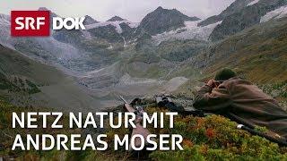 Die Schweiz und die Jagd | NETZ NATUR mit Andreas Moser | DOK | SRF Wissen