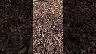 Cover crops - a highly underrated way to replenish your soil