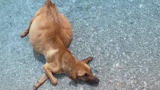 She fell down and cried in despair as she chased her owner's truck from the dump